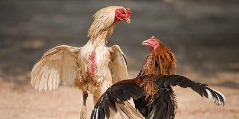 Khám phá đá gà cựa dao Thomo tại King88 chi tiết nhất 4 Các điều cần lưu ý khi chơi đá gà Thomo