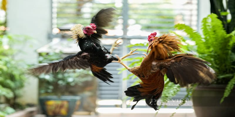 Cách chơi đá gà tre tại King88 kèm chiến lược luôn thắng 1 đá gà tre