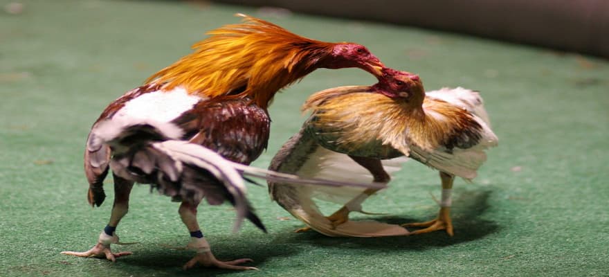 Hướng dẫn tham gia đá gà trực tiếp C1 tại nhà cái King88 2 Đá gà trực tiếp C1 là gì?