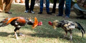 thuật ngữ trong đá gà