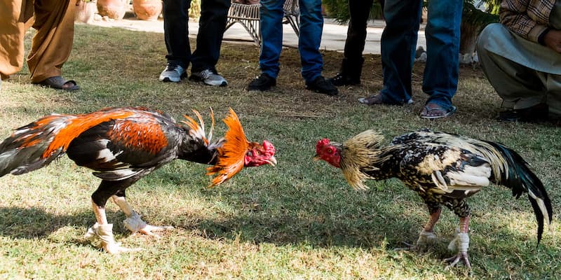 Cẩm nang thuật ngữ trong đá gà King88 dành cho người chơi 1 thuật ngữ trong đá gà