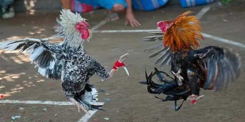 Ý nghĩa của các thuật ngữ trong đá gà