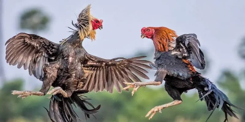 Cách sử dụng các thuật ngữ hiệu quả